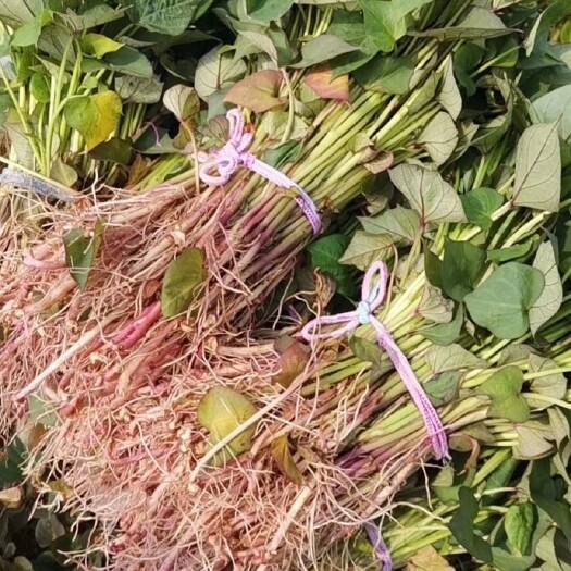 东丰县济薯26号红薯苗 吉林省辽源市出售红薯苗