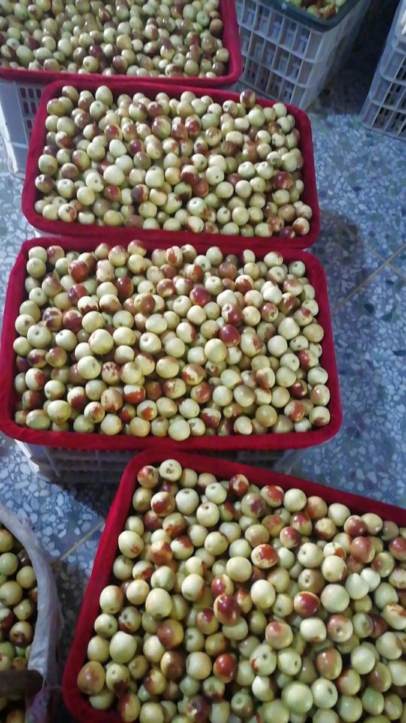 大荔冬枣个大色红口感脆甜含糖量高支持一件代发对接电商快递平台