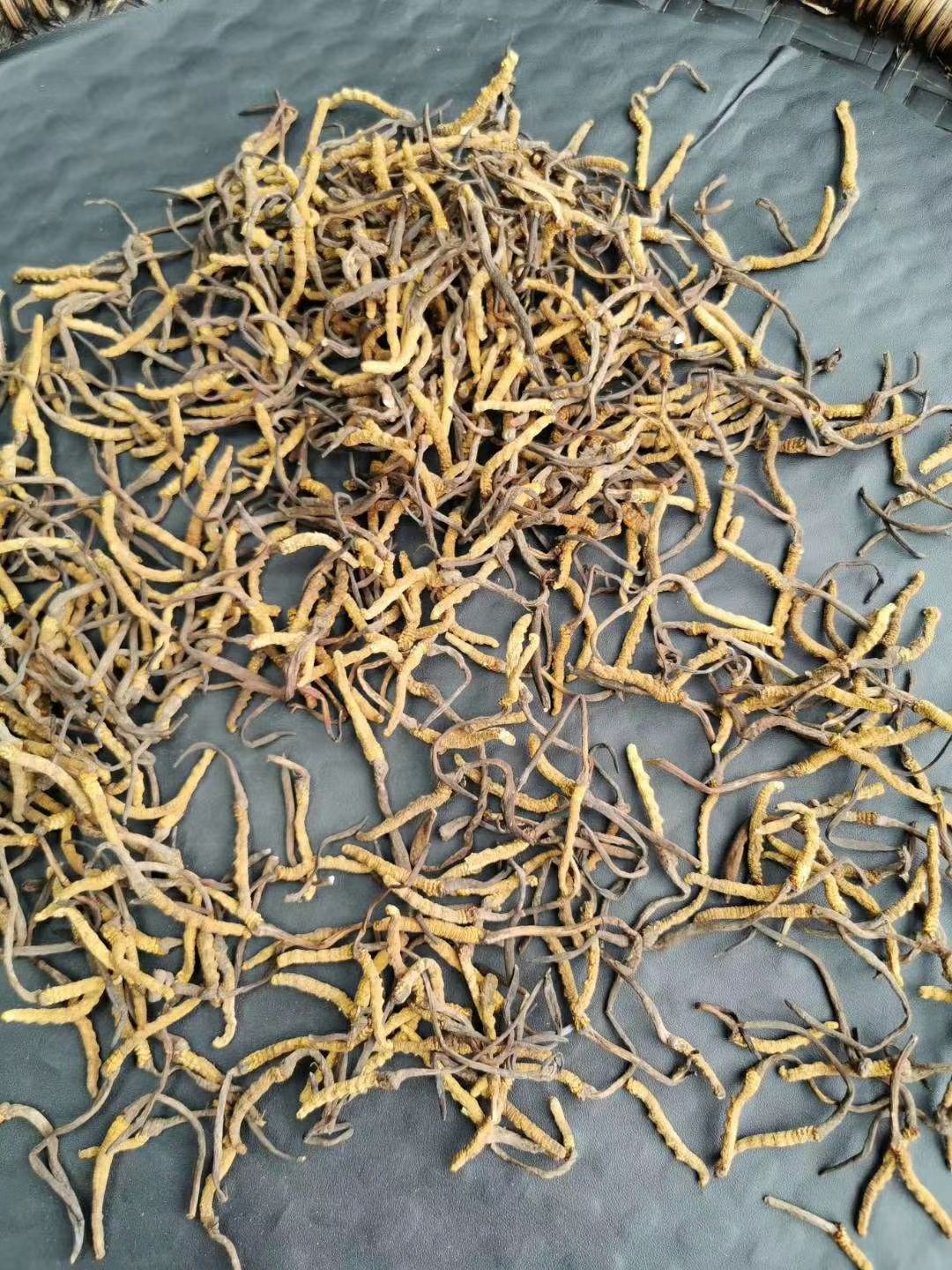 果洛州雪山虫草 青海果洛草9块一根