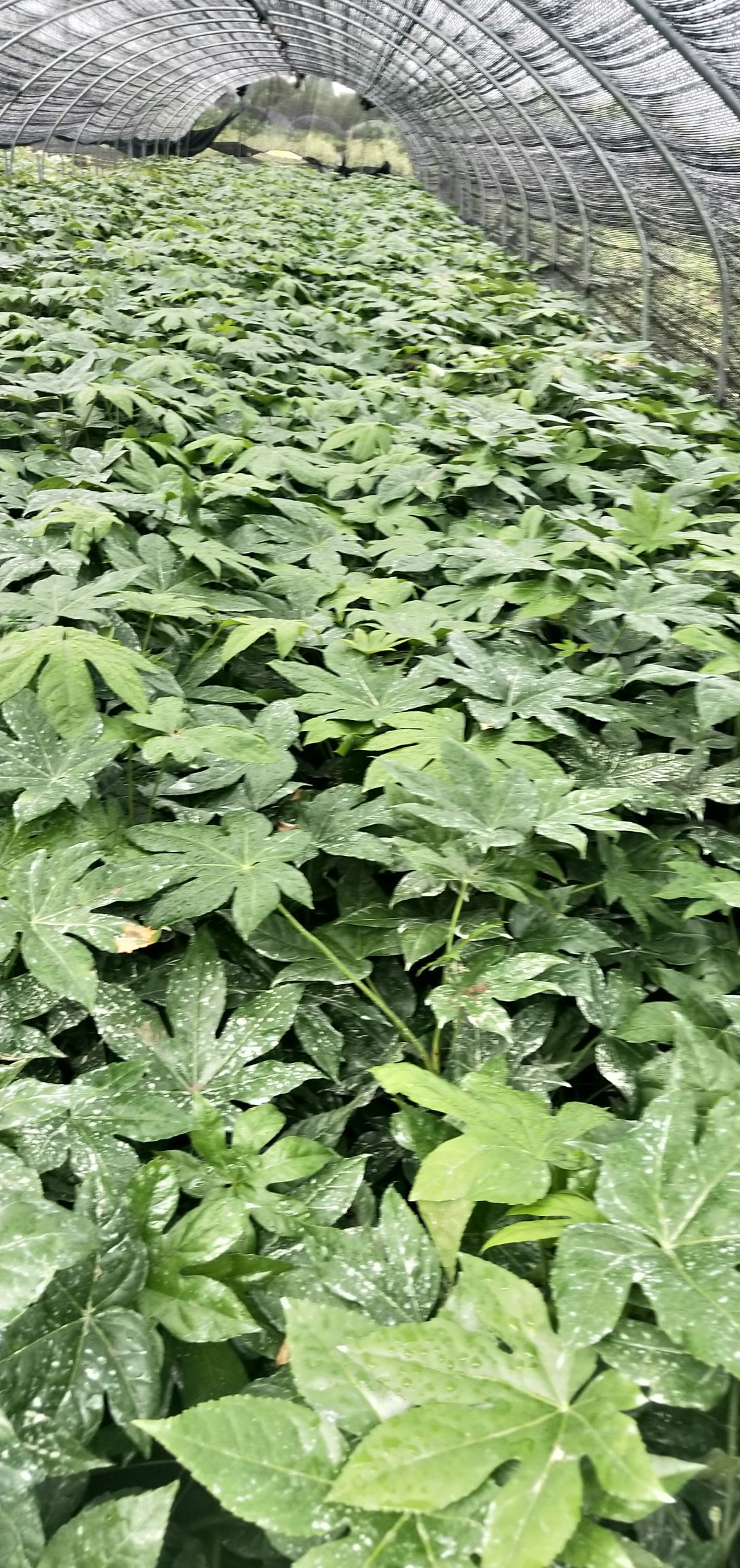  八角金盘大杯小杯地栽供应中