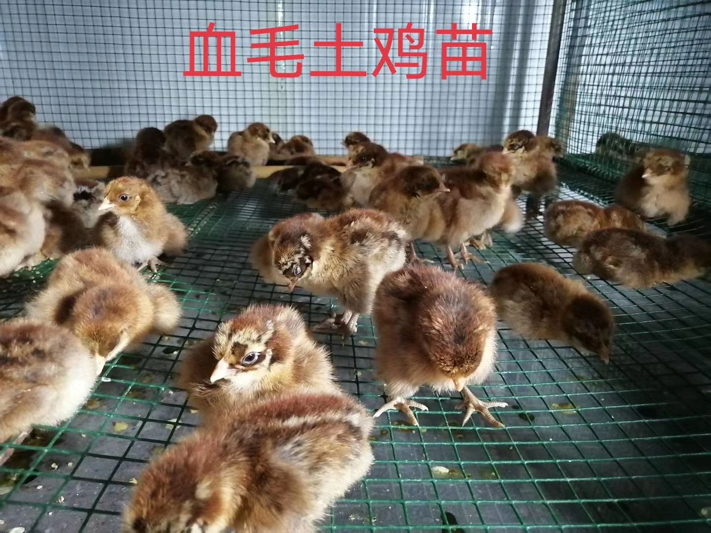 土鸡苗  血毛出壳苗