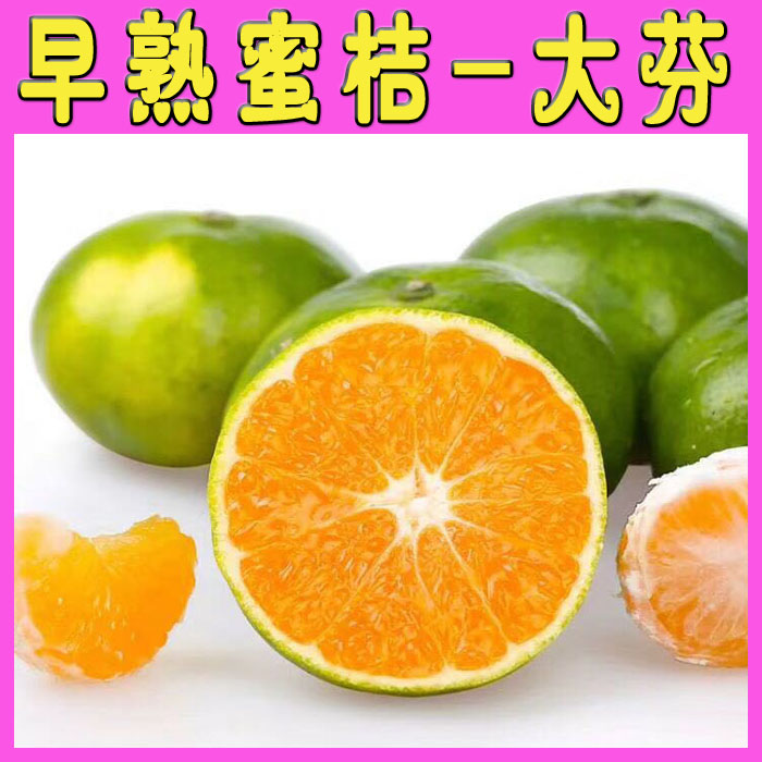 大分四号柑桔苗  大分四号早熟蜜桔苗 温州蜜桔苗 日南一号