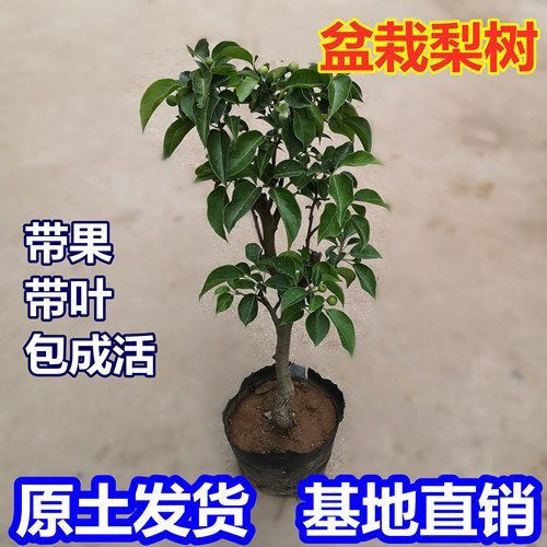 平邑县盆栽葡萄苗 盆栽嫁接梨树苗盆栽南北种植带土带果发货
