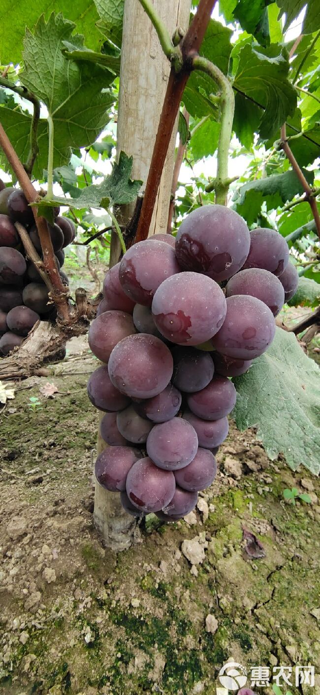 夏音葡萄 大量批发各种应季反季水果，