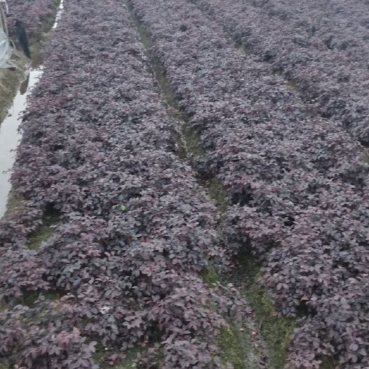 杭州黑珍珠红继木 红花檵木大杯小杯地栽球供应中