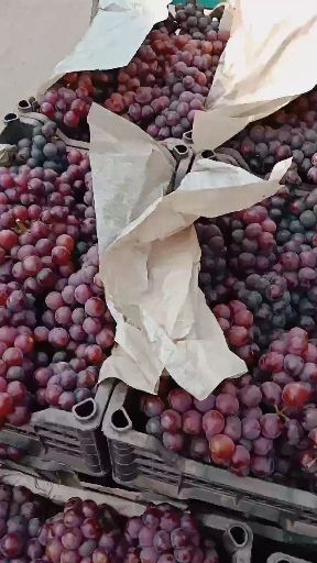 邯郸 我县葡萄大量上市了，