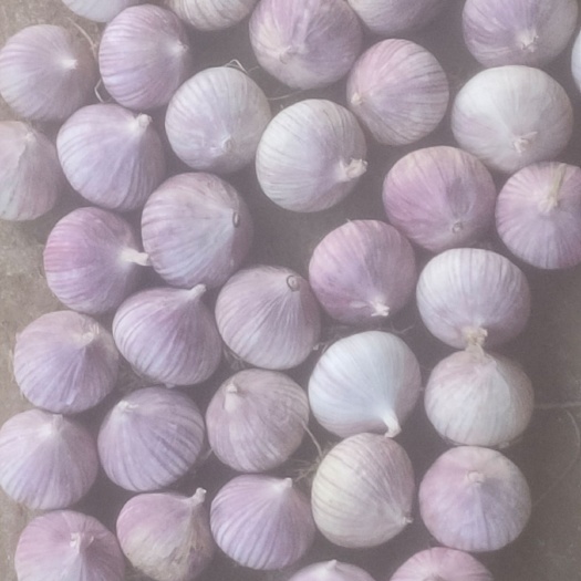 黑山县独头蒜 个个精品