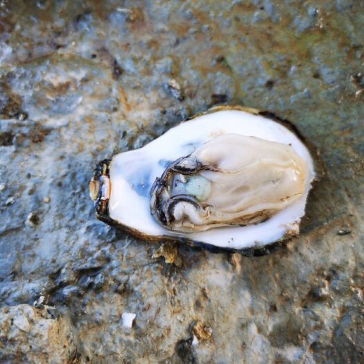 合浦县北海生蚝 肥蚝
