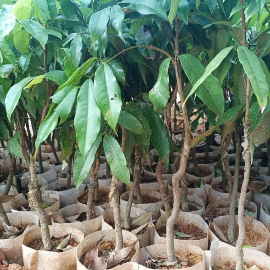 灵山县妃子笑荔枝苗  无核荔枝苗嫁接妃子笑桂味荔枝树苗荔枝王灵山新品种户外当年结果