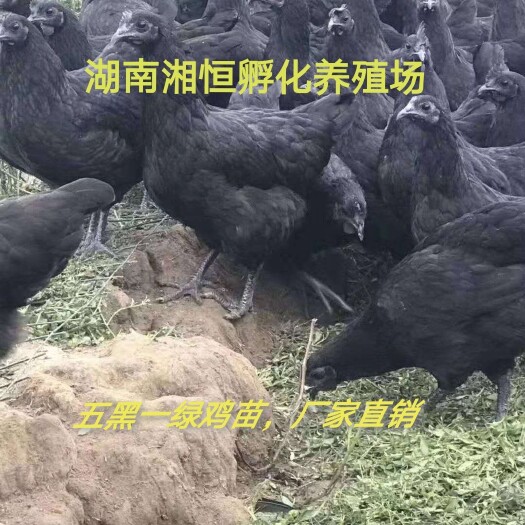 衡阳脱温五黑绿壳蛋鸡苗 五黑脱温苗，品质保证，厂家直销