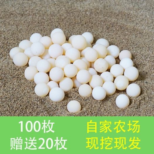 海盐县甲鱼蛋  农场大量水鱼蛋，甲鱼苗。塘口直接发货没有中间商所以价格便宜，