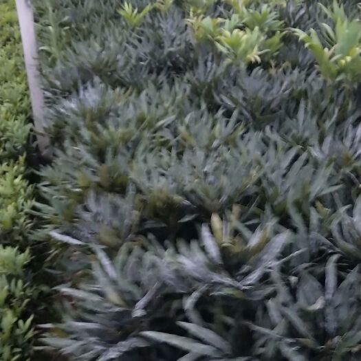 杭州狭叶十大功劳.阔叶十大功劳.供应中