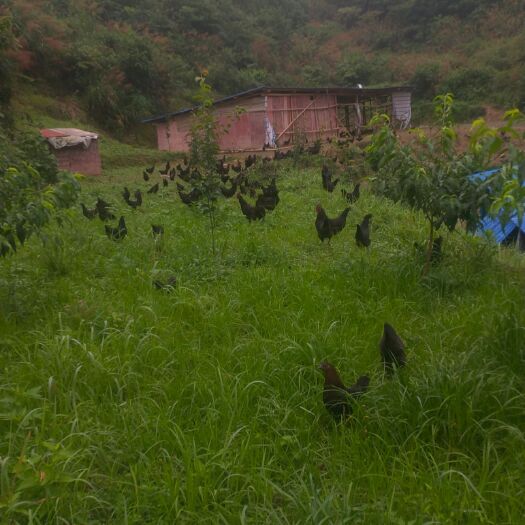 新邵县 月子鸡土鸡富硒鸡走地鸡林地生态放养鸡三黄鸡