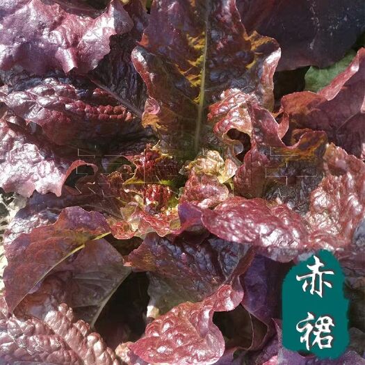 寿光市生菜种子 赤群生菜种籽紫色大叶包饭菜沙拉四季盆栽农家韩国