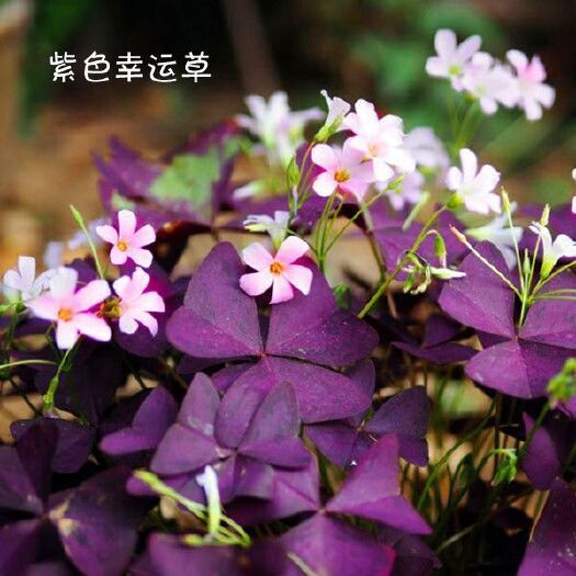 宿迁紫叶酢浆草 醡浆草种球 紫叶醡浆草种种球 紫色幸运草紫蝴蝶种子