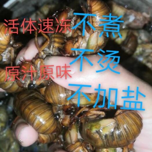 东台市2023新鲜知了龟，知了猴，金蝉，也是唐僧肉，每天都出货