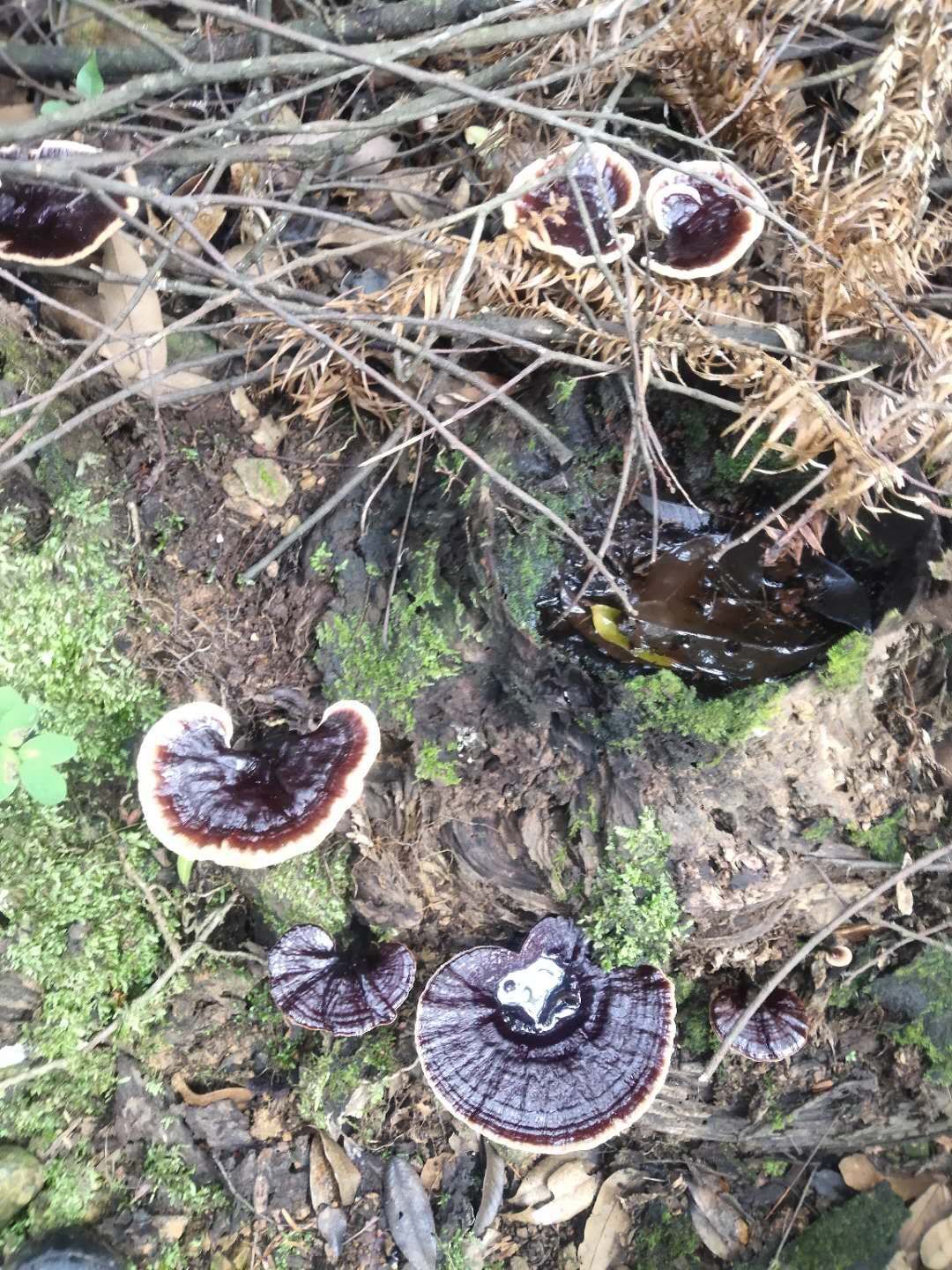 純天然正品深山天然靈芝天然黑靈芝紫靈芝乾貨特級