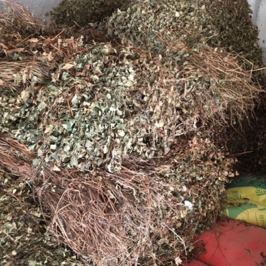 恭城县红茎鱼腥草  鱼腥草