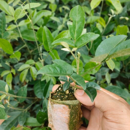 灵山县牛大力苗