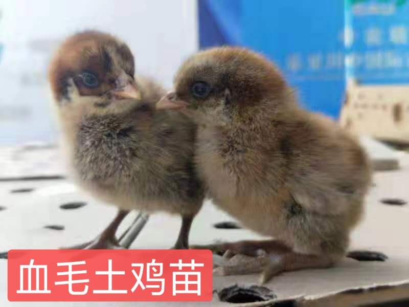 土鸡苗  血毛出壳苗