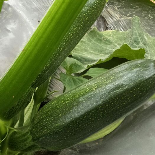 昌宁县绿皮西葫芦 高海拔山区小瓜，口感鲜嫩，色泽翠绿、每天2~3吨，