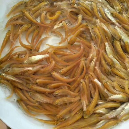 博罗县金丝草鱼苗  金草鱼  金丝皖鱼  俄罗斯金草鱼苗