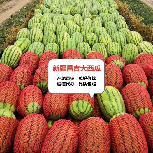 金城5号西瓜  新疆西瓜吐鲁番哈密昌吉西瓜全国发货 金城安农