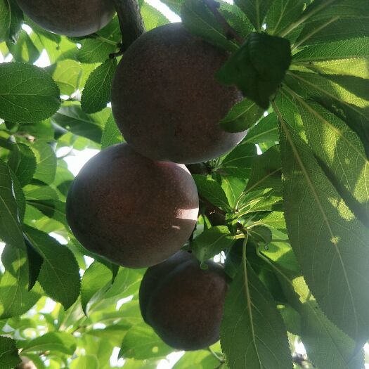 内乡县 现摘新鲜黑布林李子🍎 果肉黄嫩，酸甜多汁，皮薄肉厚