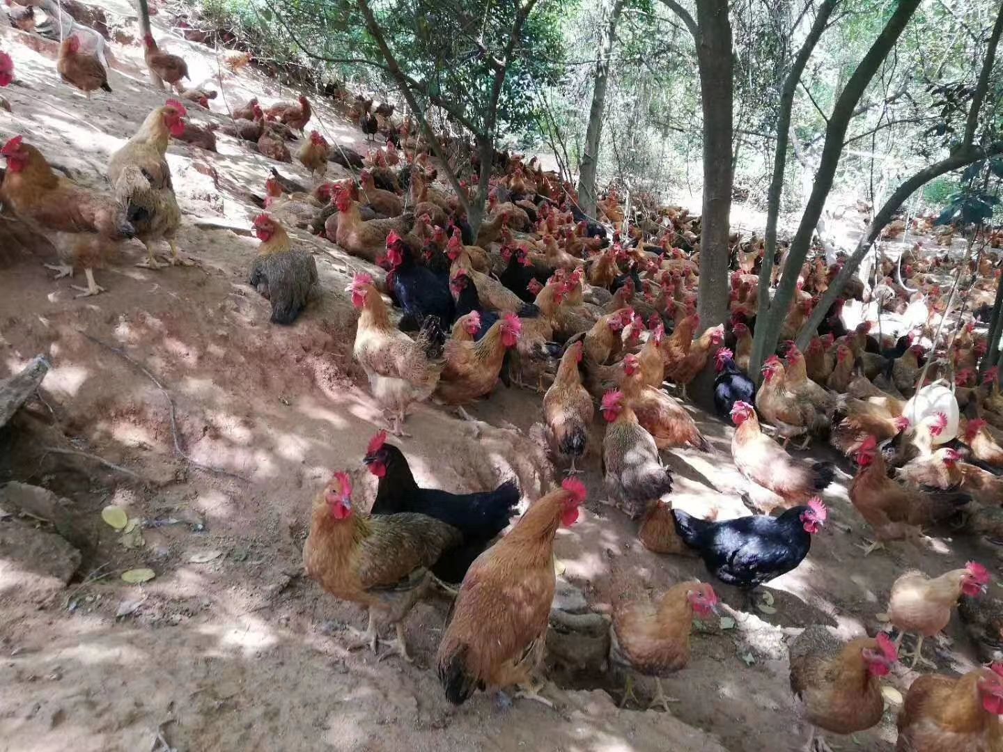 灵山土鸡