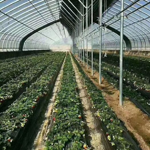 东光县椭圆管骨架 大棚成套设备，蔬菜大棚生产