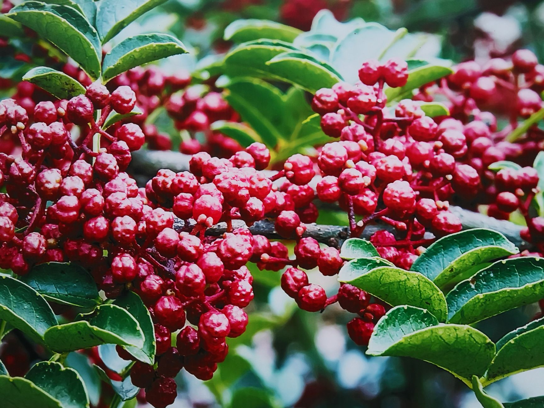 花椒苗  无刺大红袍花椒汉源贡椒嫁接苗营养杯苗基地直供