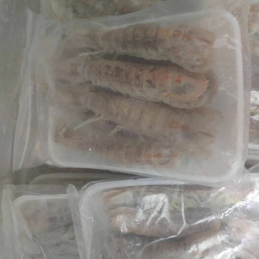 防城港冷冻皮皮虾 速冻皮皮虾