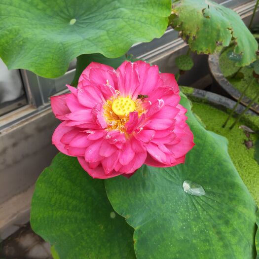  600苗荷花基地品种齐全，大量有货