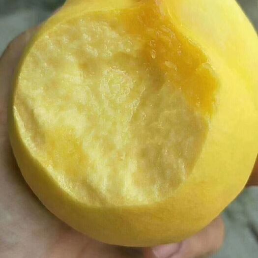 蒙阴县 不输水蜜桃的甜度
又有黄桃独特的香味