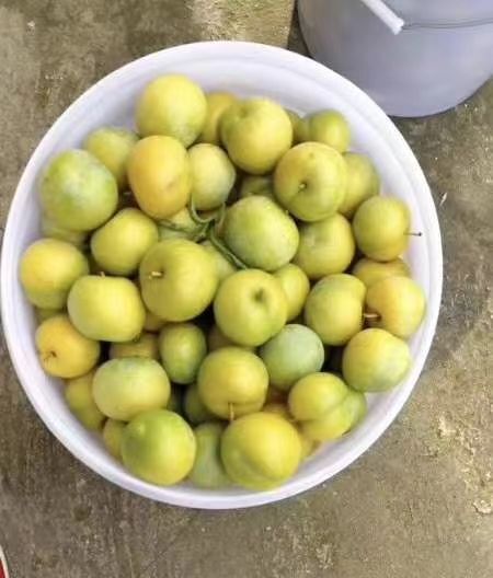 开阳县 龙水蜂糖李欢迎订购