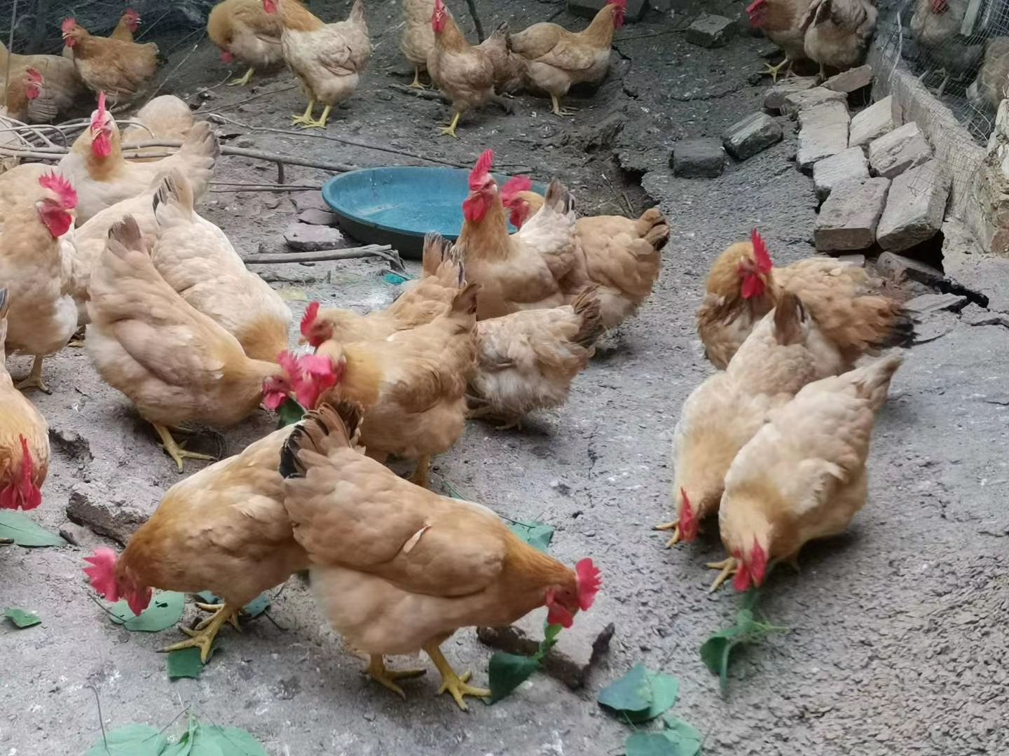 兴业县 岭南王项鸡,均重3.56.