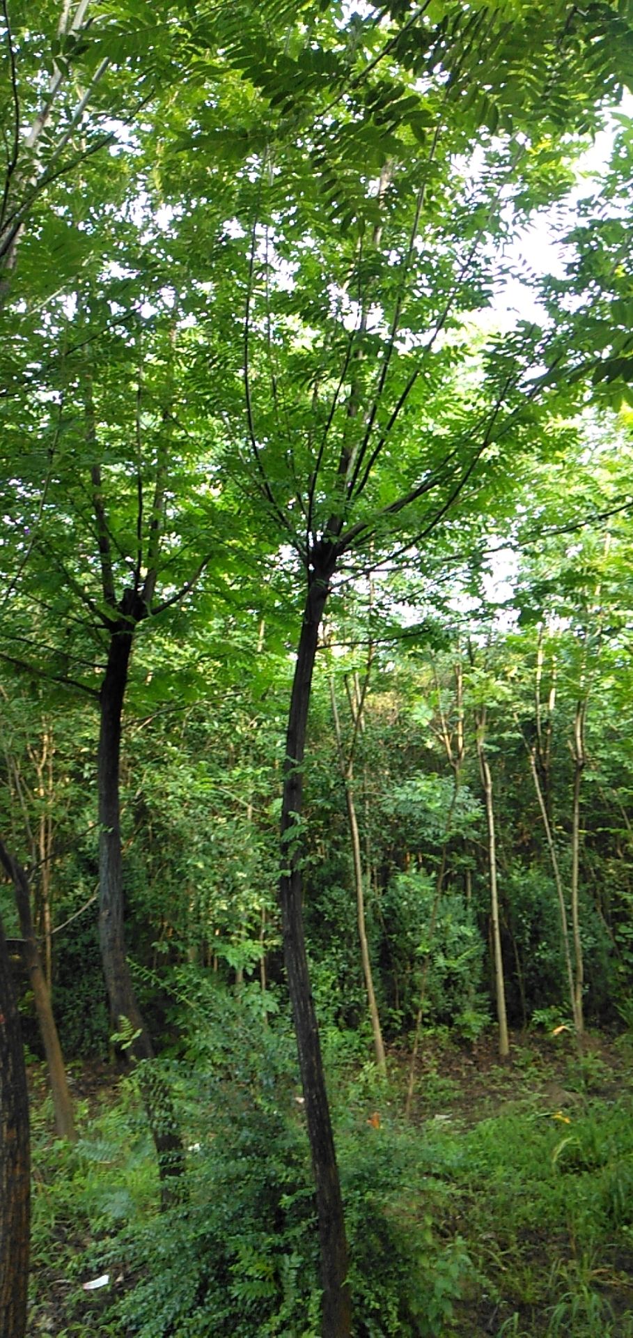 枫杨树