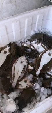日照偏口鱼 人工养殖
