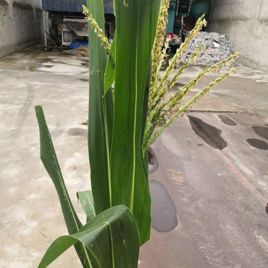 淮北玉米青贮草 玉米青储，黄储