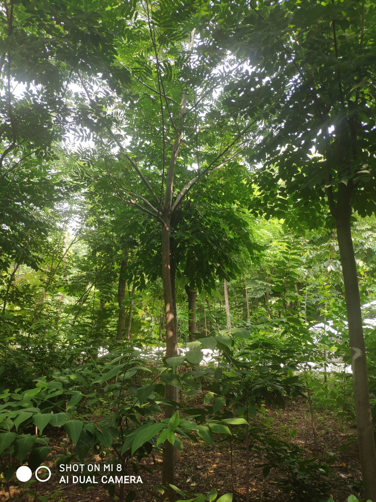 枫杨树