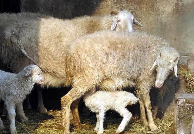  国营山东省嘉祥县种羊场出售小尾寒羊