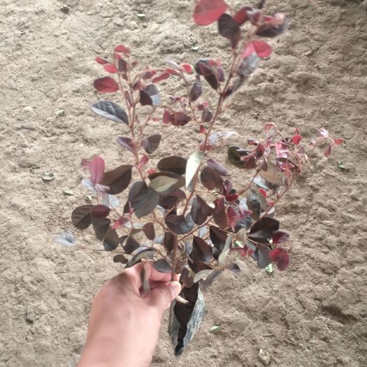 沭阳县 工程绿化苗红花继木杯苗小苗庭院绿化