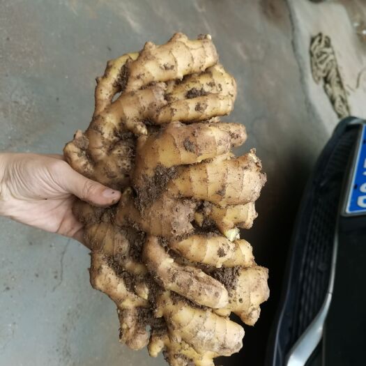 安丘市生姜，二黄姜山东二号，质量保证坏烂包赔平台交易全国发货