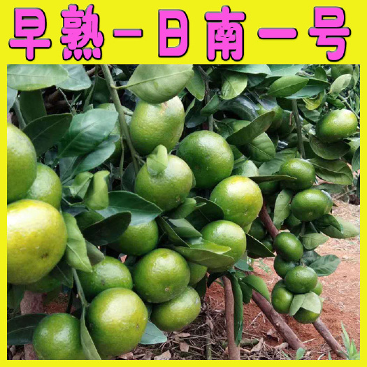 阳朔县日南一号蜜柑苗  日南一号早熟蜜桔苗 宫本 大叶兴津 大芬
