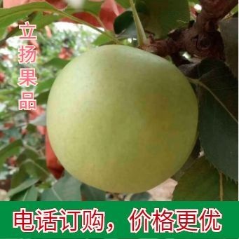 冠县优选绿宝石梨山东冠县万亩梨园大量供应商超 电商平台社区团购
