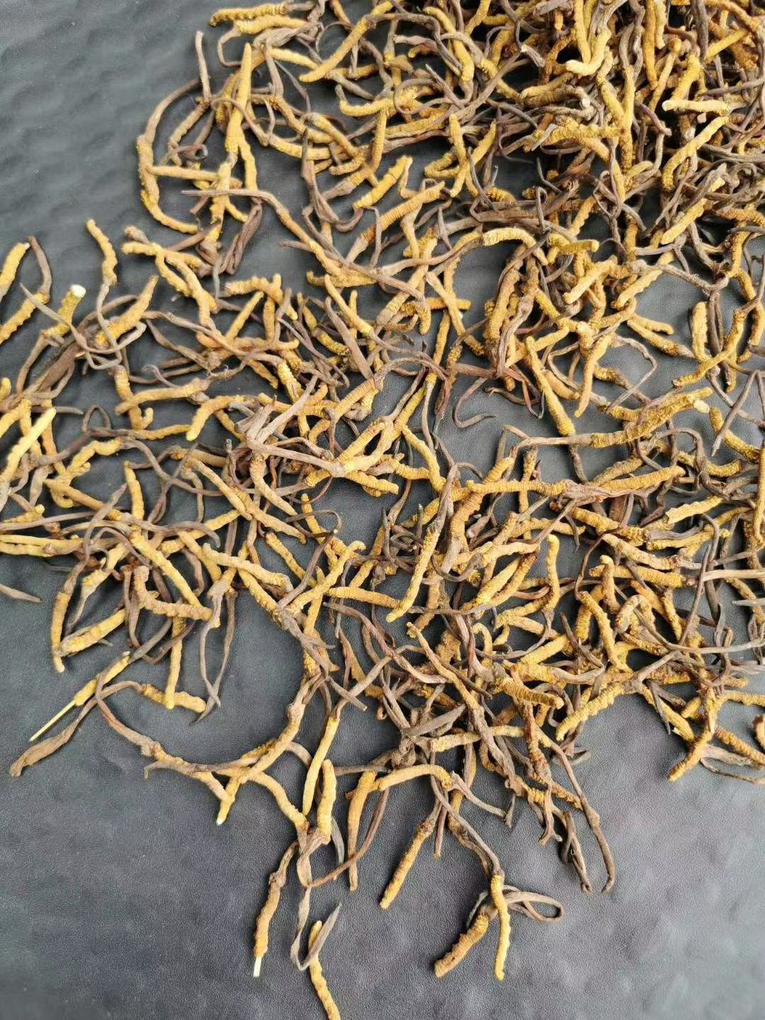 果洛州雪山虫草 青海果洛草9块一根