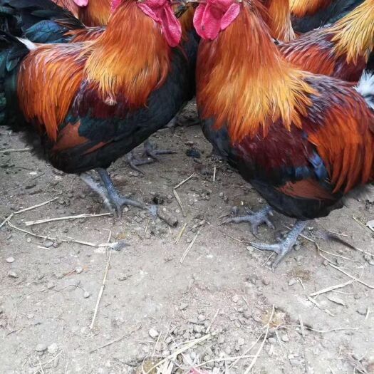 南宁 青脚麻鸡苗