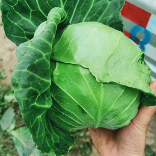 莲花白包菜  甘蓝
