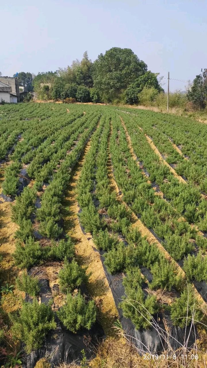 中药材迷迭香 迷迭香中草药出售，