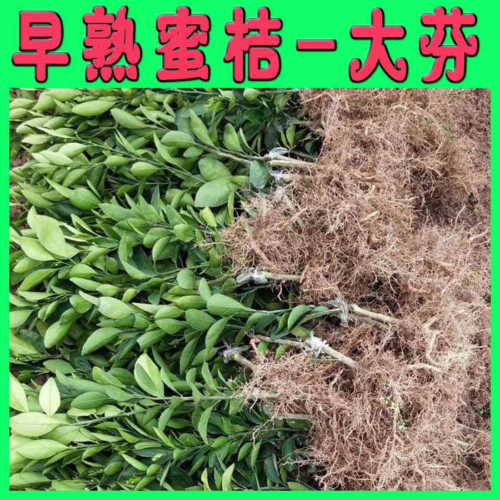 大分四号柑桔苗  大分四号早熟蜜桔苗 温州蜜桔苗 日南一号